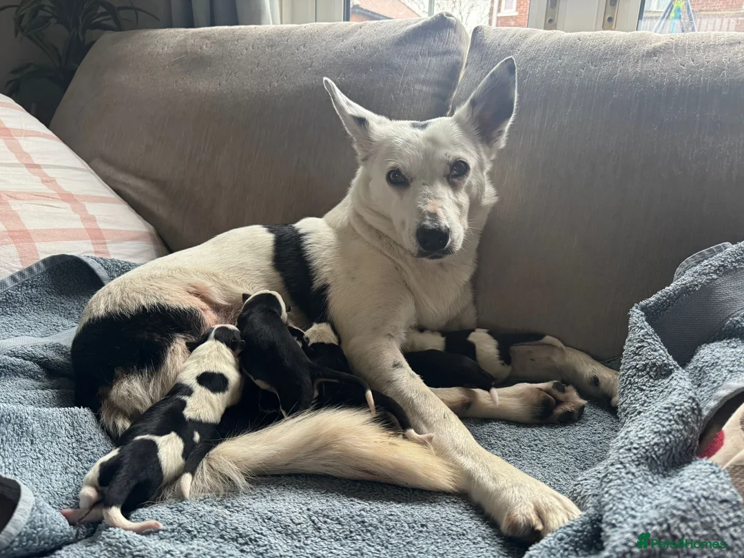 Border Collie dogs for sale: 1 Border Collie Pup - Health tested clear parents - Advert 7