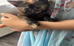 Mixed Breed cats for sale: Beautiful kitten  - Image 2
