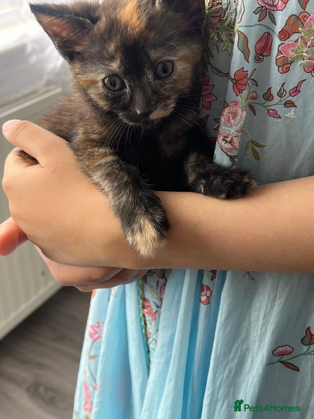 Mixed Breed cats for sale: Beautiful kitten  - Image 2