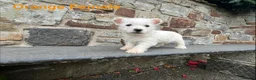 West Highland Terrier dogs for sale: Beautiful Westie Puppies  - Advert 2