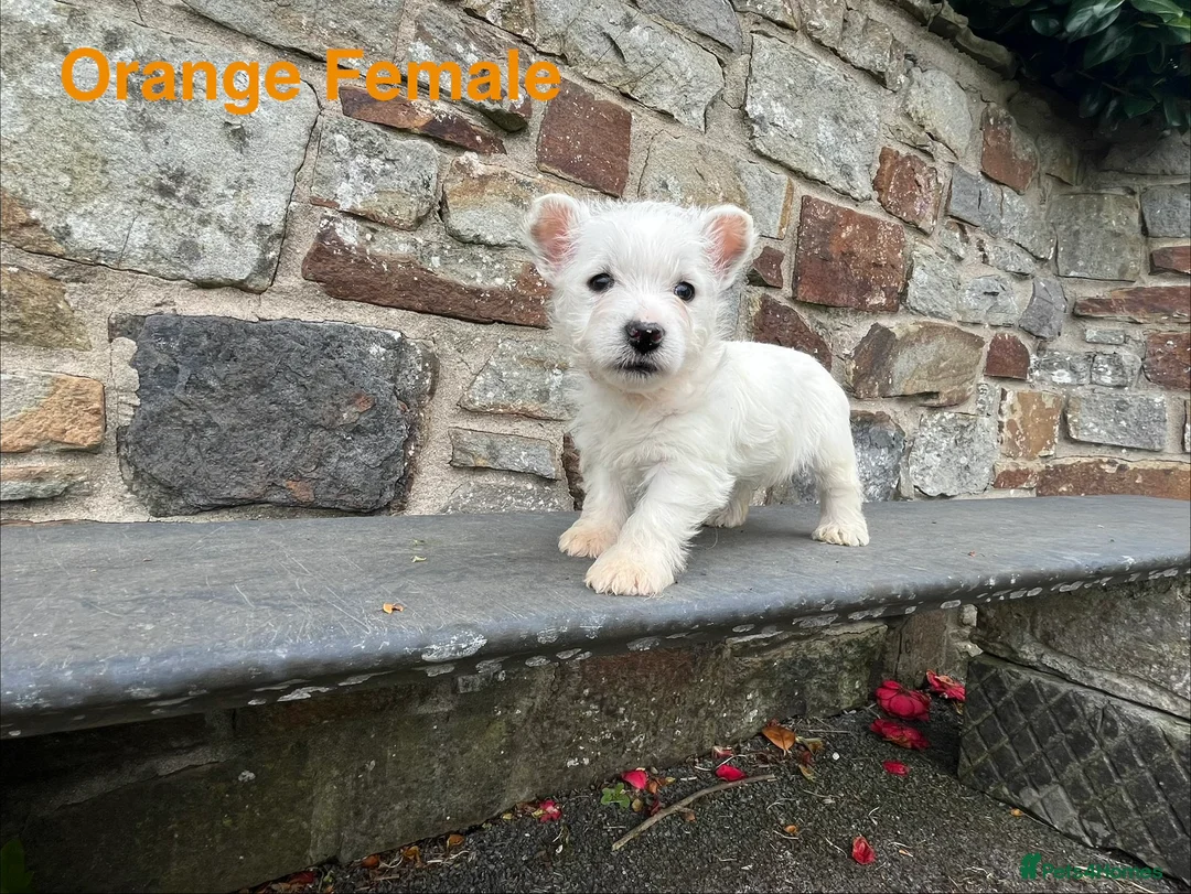 West Highland Terrier dogs for sale: Beautiful Westie Puppies  - Advert 2