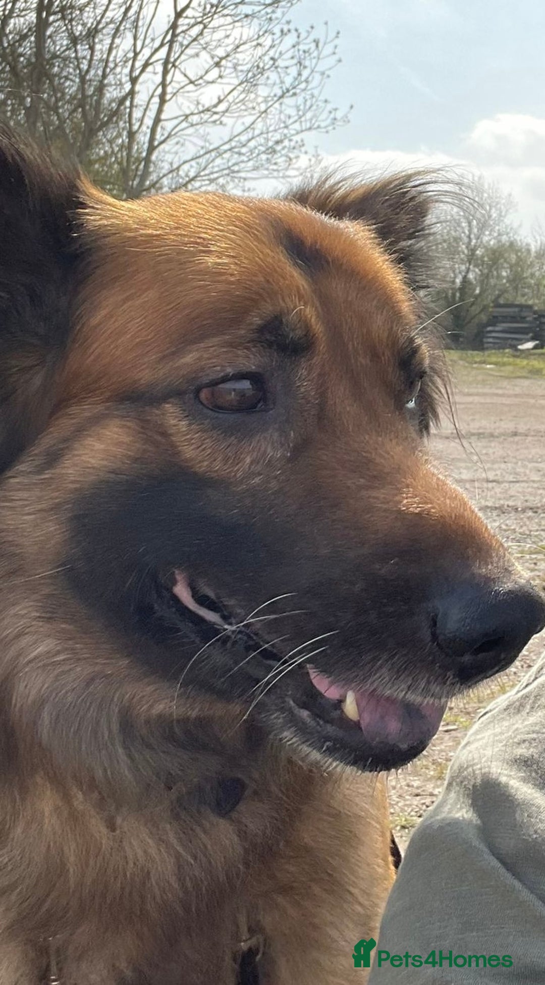 Mixed Breed dogs for sale: German shepherd cross collie - Advert 2