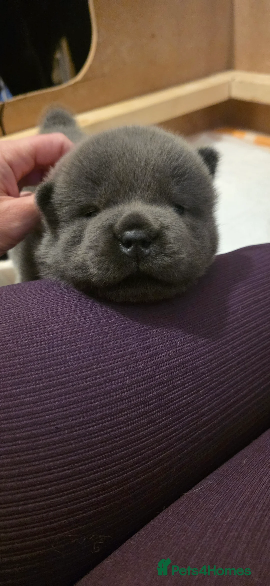 Chow Chow dogs for sale: Blue Smooth and Rough KC boys - Advert 7