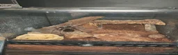 Tarantulas invertebrates for sale: tarantulas, Scorpions, Geckos,bugs and snails. - Advert 4