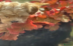 Maltipoo dogs for sale: F1 maltipoo - Image 14