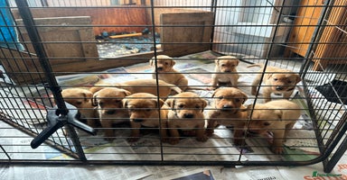 Labrador Retriever dogs - Advert 14
