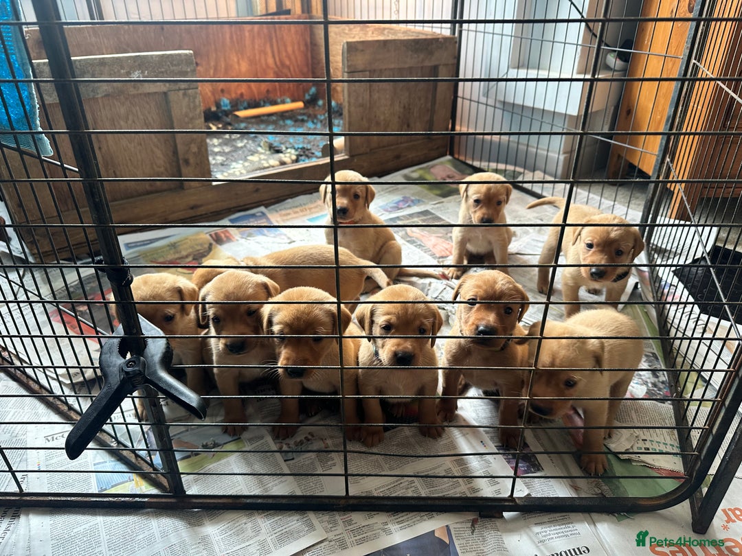 Labrador Retriever dogs for sale: KC Fox Red Labrador puppies  - Image 3