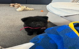 Chow Chow dogs for sale: Female Chow Kiki - Advert 14