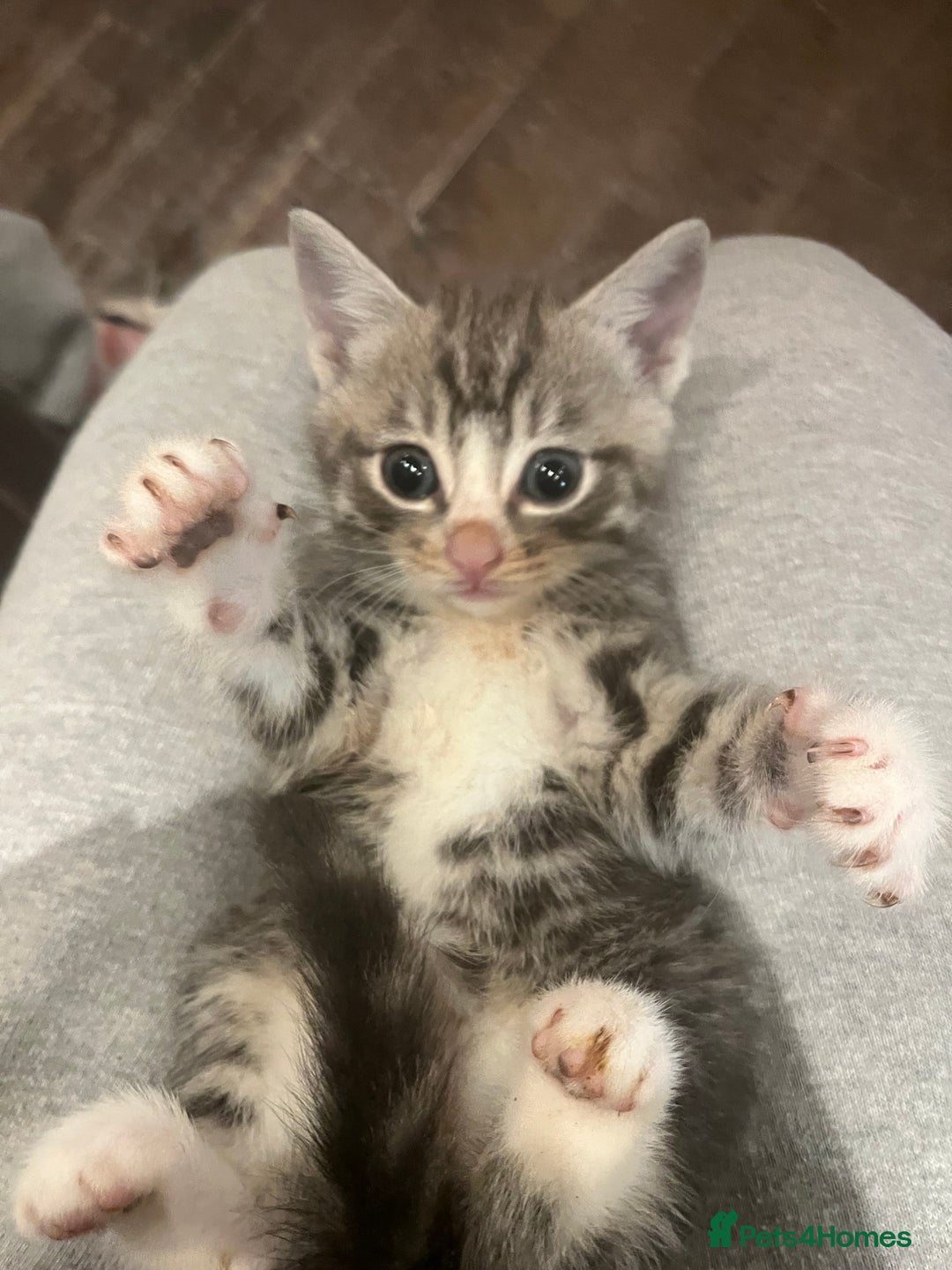 Mixed Breed cats for sale: Lovely kittens  - Advert 7