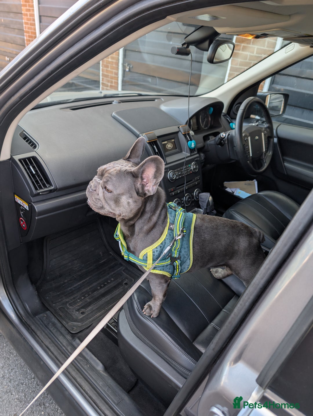 French Bulldog dogs for sale: French bulldog  - Image 3