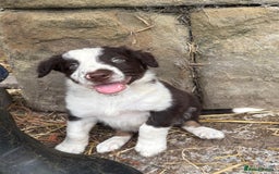 Border Collie dogs for sale: Red and white Border Collie Pups  - Image 6