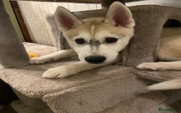 Siberian Husky dogs for sale: Husky puppy Male - Image 7