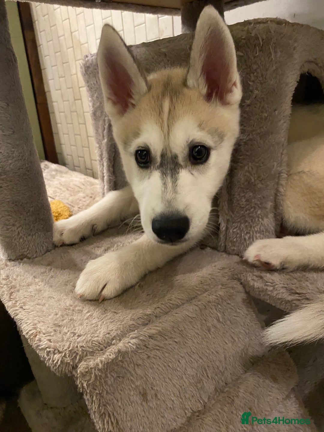 Siberian Husky dogs for sale: Husky puppy Male - Image 7