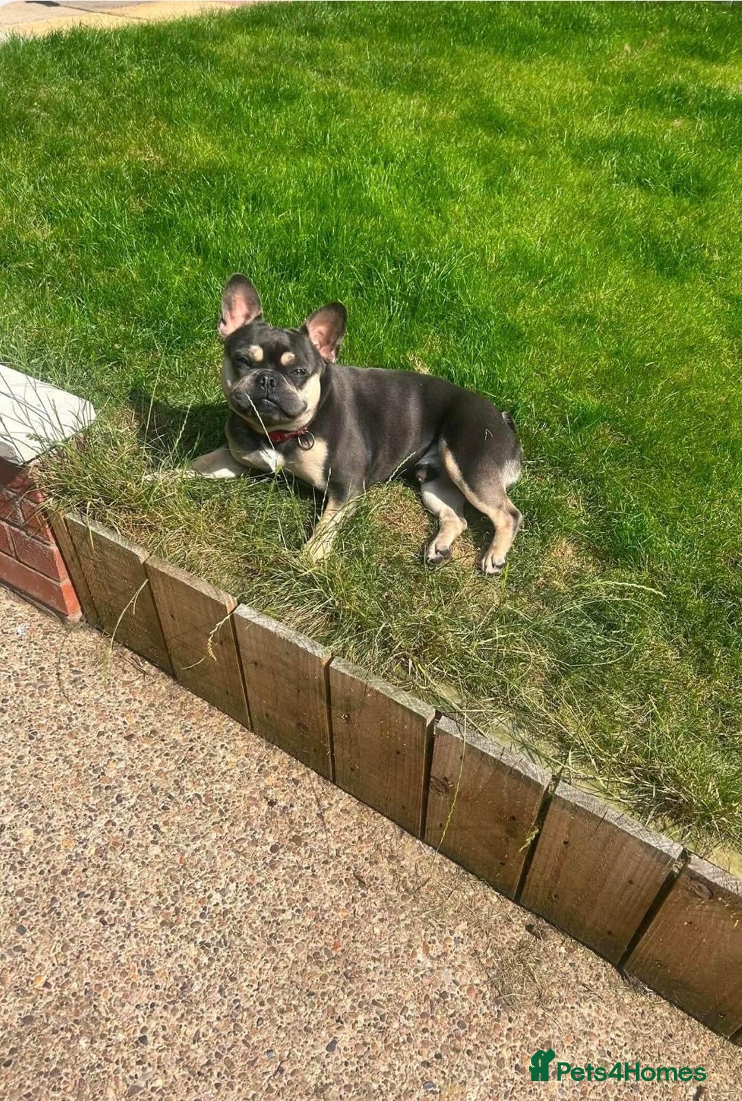 French Bulldog dogs for sale: Blue and tan French bulldog male  - Advert 23