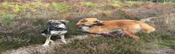 Mixed Breed dogs for adoption: Rolo - Norwich Norfolk  - Advert 17