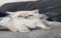 Exotic cats for sale: Colourpoint Exotic Short/Longhairs - Image 2