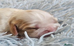 Cavalier King Charles Spaniel dogs for sale: KC REG CAVALIER KING CHARLES SPANIEL PUPPIES - Image 12