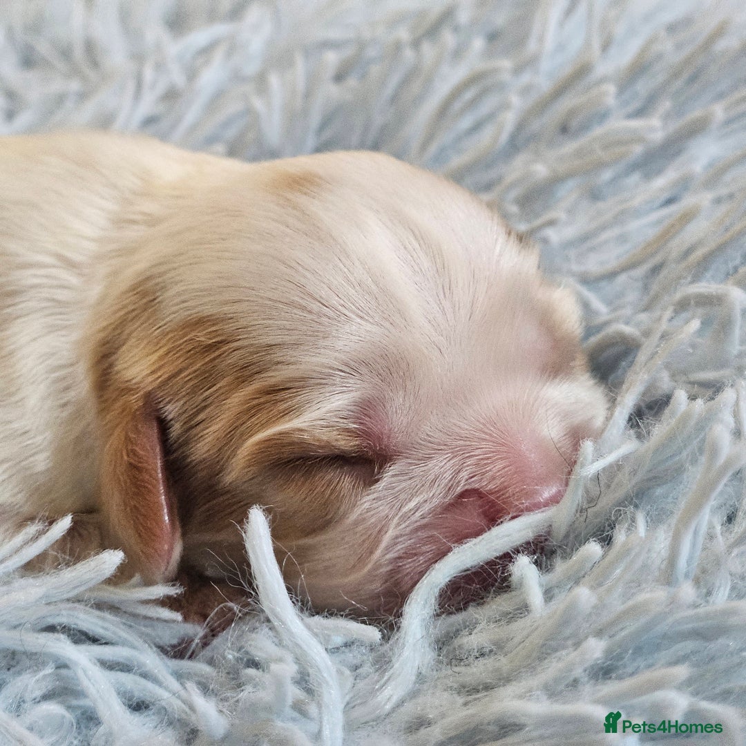Cavalier King Charles Spaniel dogs for sale: KC REG CAVALIER KING CHARLES SPANIEL PUPPIES - Image 12