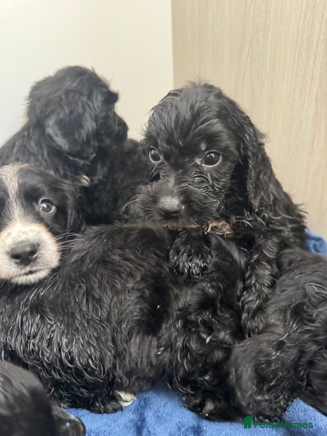 Cockapoo dogs for sale: Beautiful Cockapoo puppies!  - Image 5