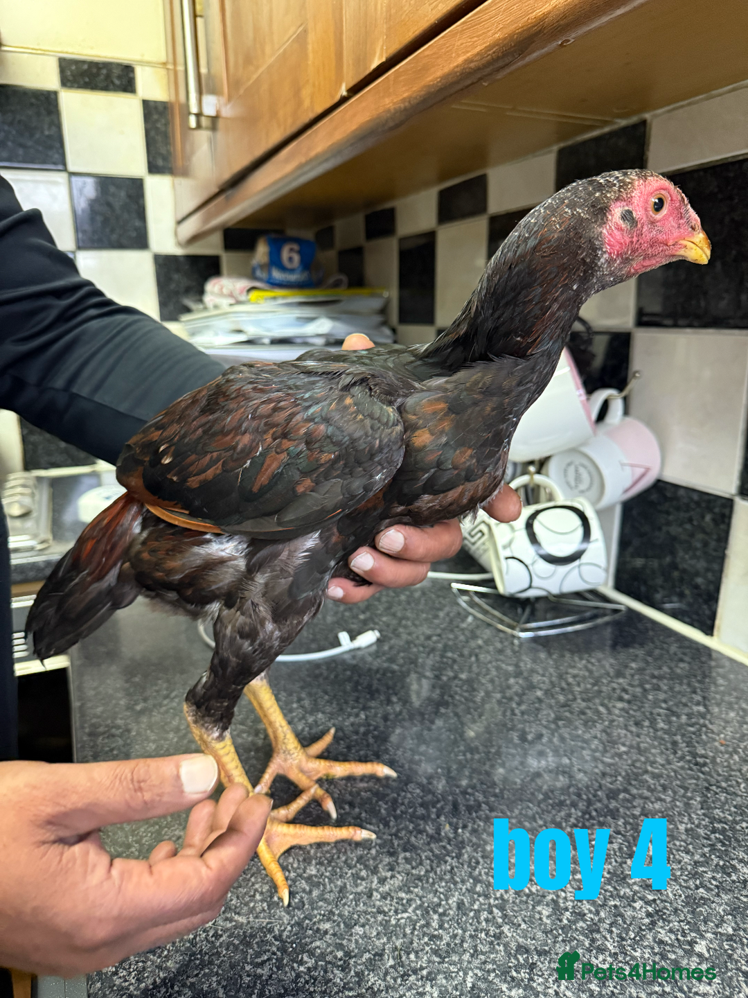 Chickens poultry for sale: shamo chickens🐓 - Image 8