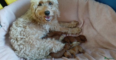 Cockapoo dogs Gorgeous F1b cockapoo puppies  - Advert 10