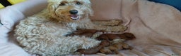 Cockapoo dogs for sale: Gorgeous F1b cockapoo puppies  - Advert 10