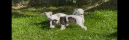 Whippet dogs for sale: Whippet puppy’s  in Beaworthy - Advert 25