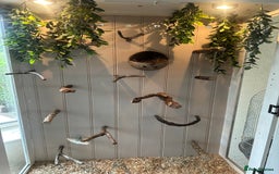 Finches birds for sale: Solid wood Avairys or Vivariums - Image 6