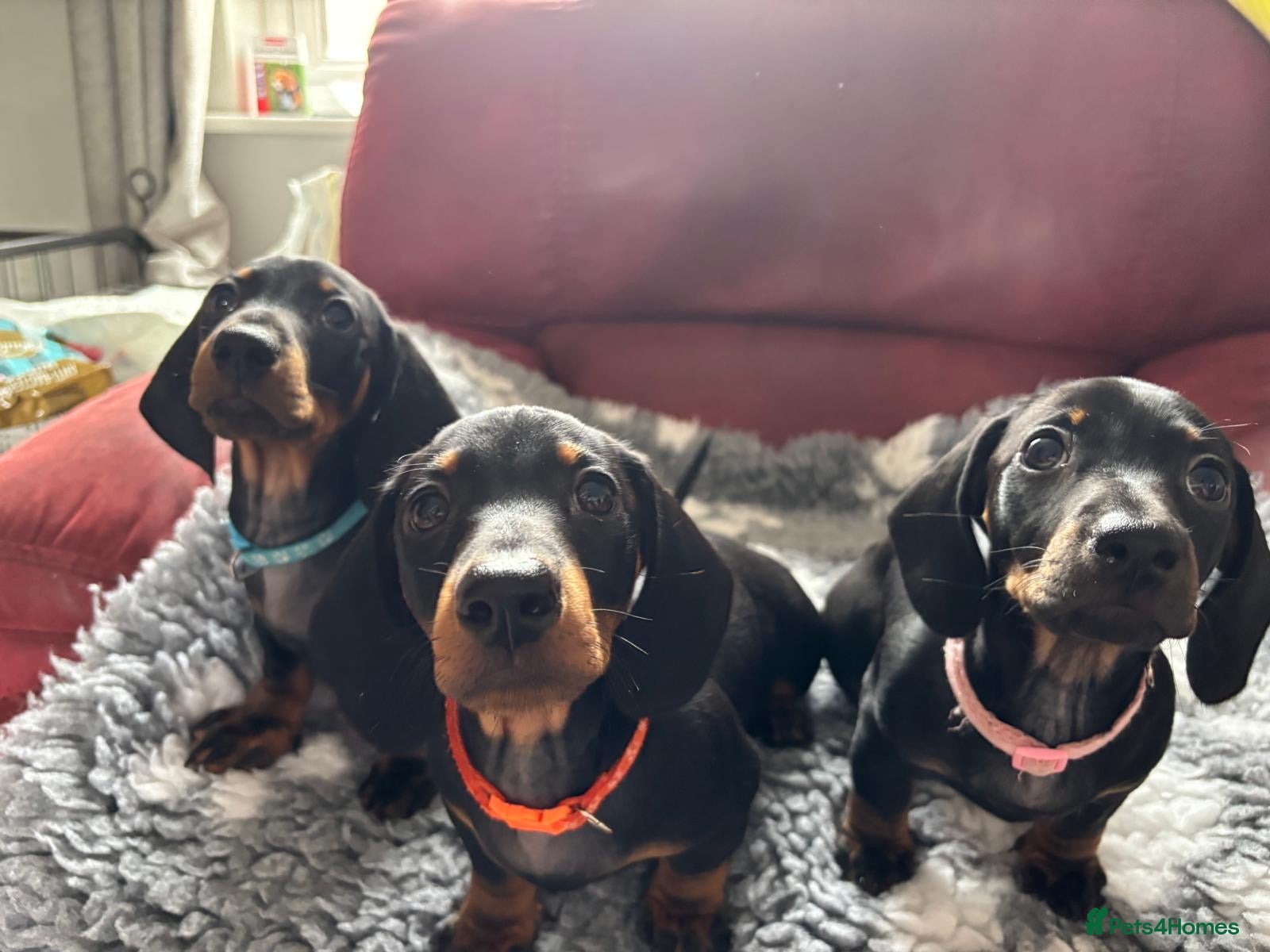 Miniature Dachshund dogs Black and tan miniature dachshund puppies   - Advert 1