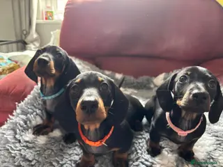 Miniature Dachshund dogs Black and tan miniature dachshund puppies - Advert 1