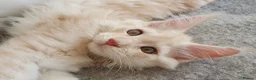 Maine Coon cats for sale: TICA Reg 2 Pure Bread Maine coon kittens - Advert 19