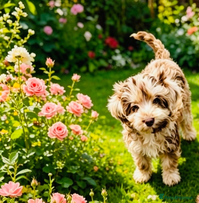 Cavapoo dogs Exquisite Merle F1b cavapoo puppies for sale  - Advert 1