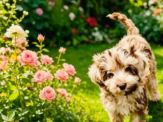 Cavapoo dogs Exquisite Merle F1b cavapoo puppies for sale - Advert 1