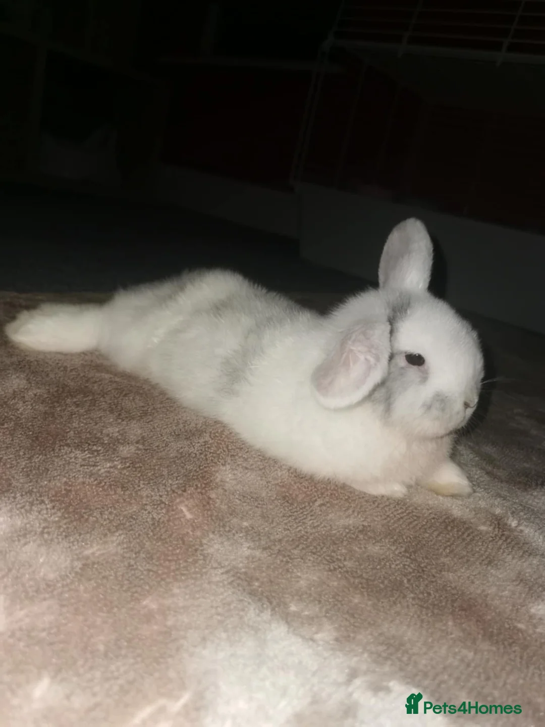Mini Lop rabbits for sale: Mini lop - Advert 2