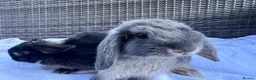 Mini Lop rabbits for sale: 4 very cute mini lops, ready for homes  - Advert 17