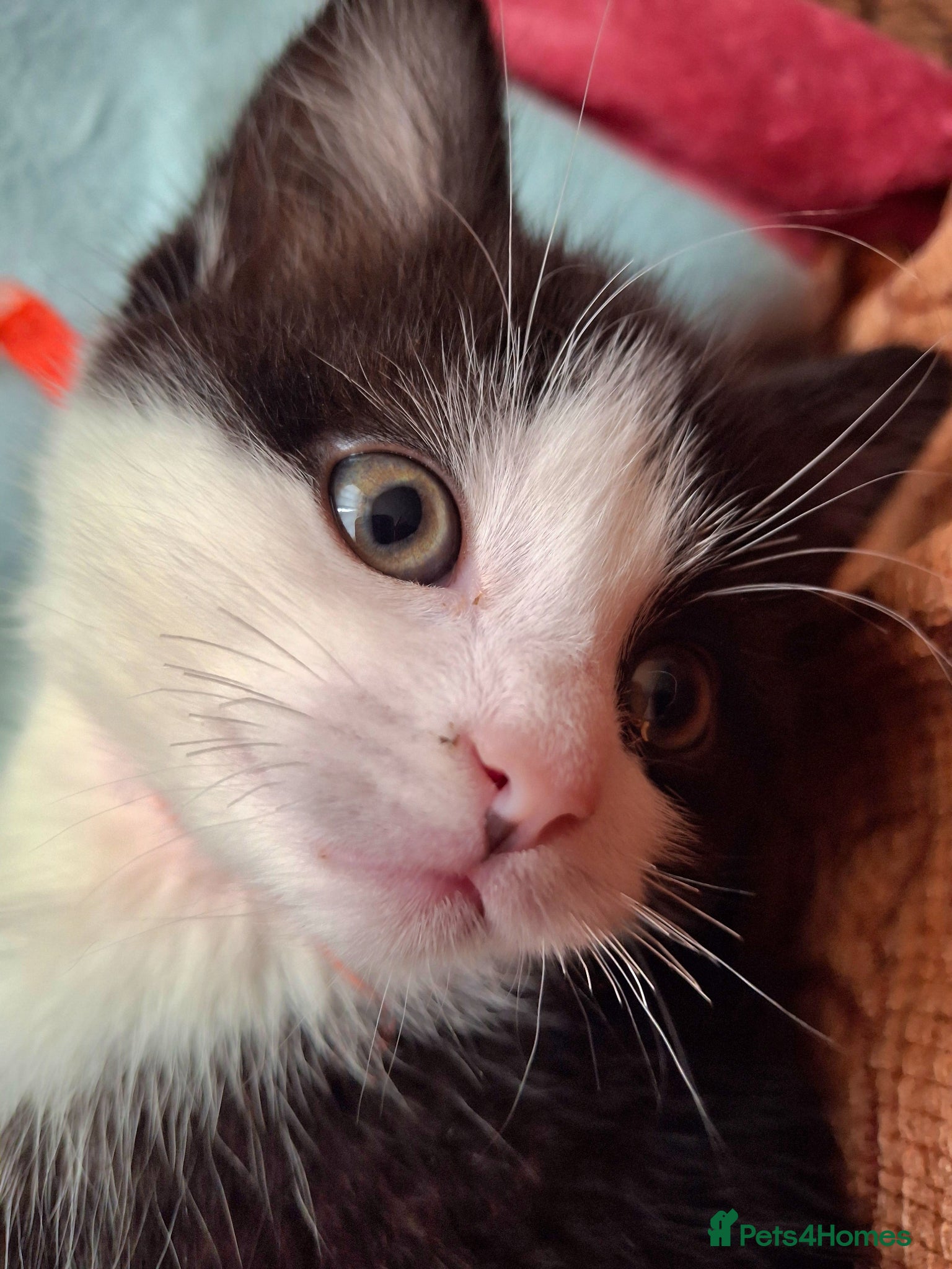 Mixed Breed cats Beautiful baby kittens.  - Advert 23