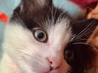 Mixed Breed cats Beautiful baby kittens. - Advert 23