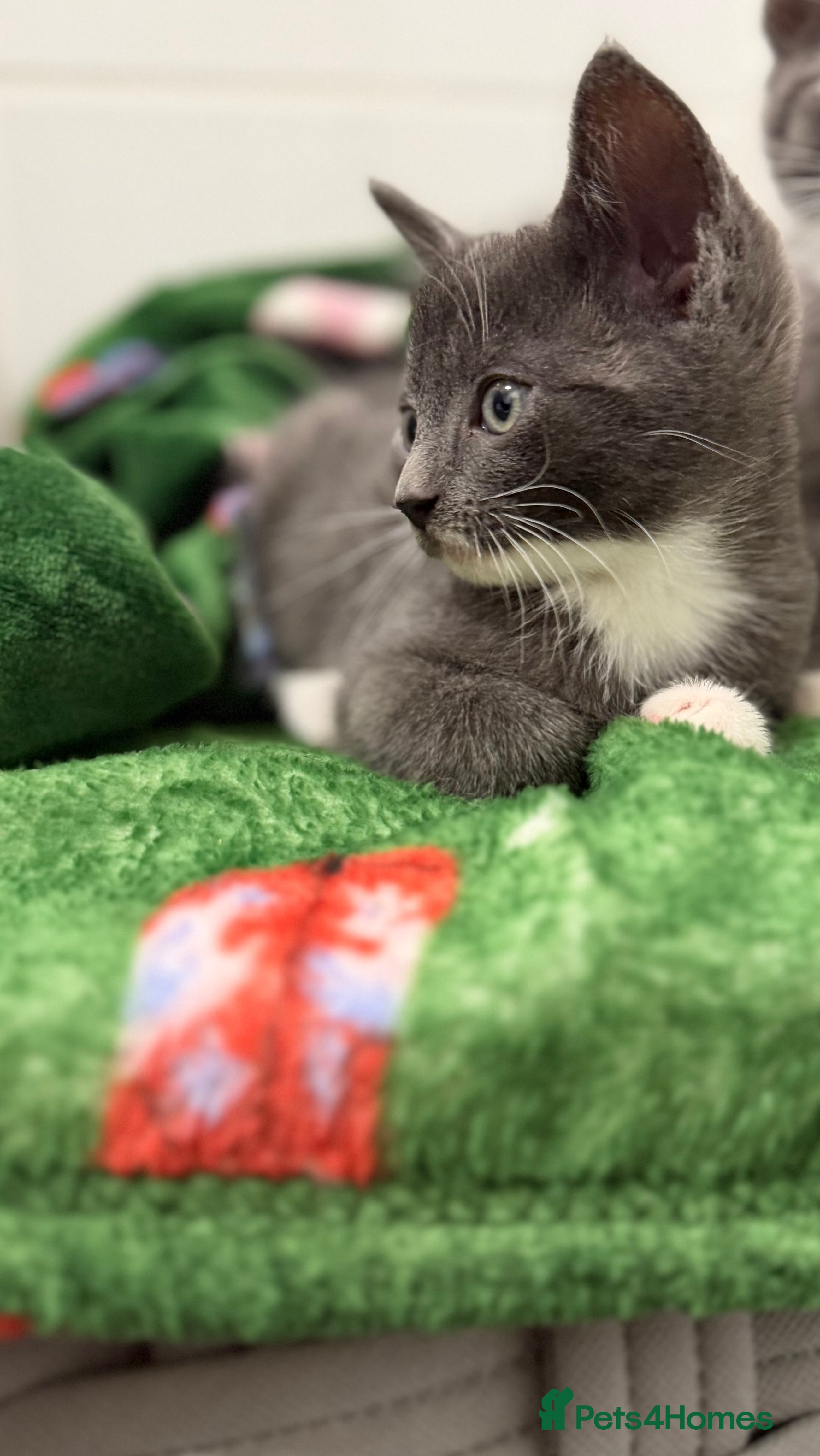 Mixed Breed cats Britishshort hair cross  - Advert 8