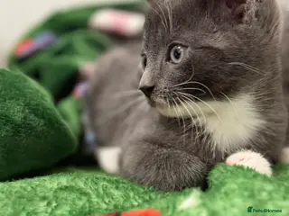 Mixed Breed cats Britishshort hair cross - Advert 2