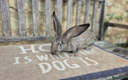 Continental Giant rabbits for sale: Pure Continental Giant Vaccinated  - Image 2