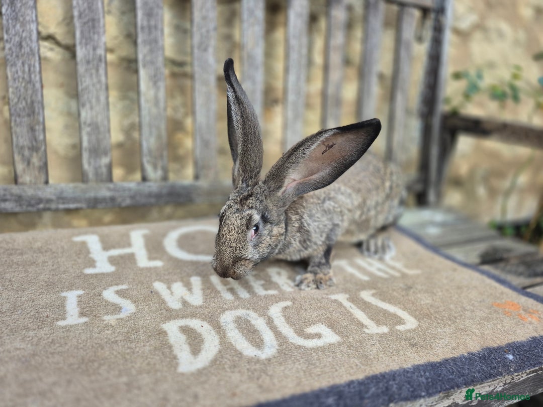 Continental Giant rabbits for sale: Pure Continental Giant Vaccinated  - Image 2