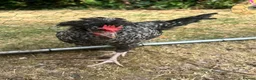 Chickens poultry for sale: 2 cockerels  in Shrewsbury - Advert 3