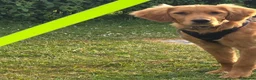 Golden Retriever dogs for sale: Handsome KC Male Golden Retriever  - Advert 4