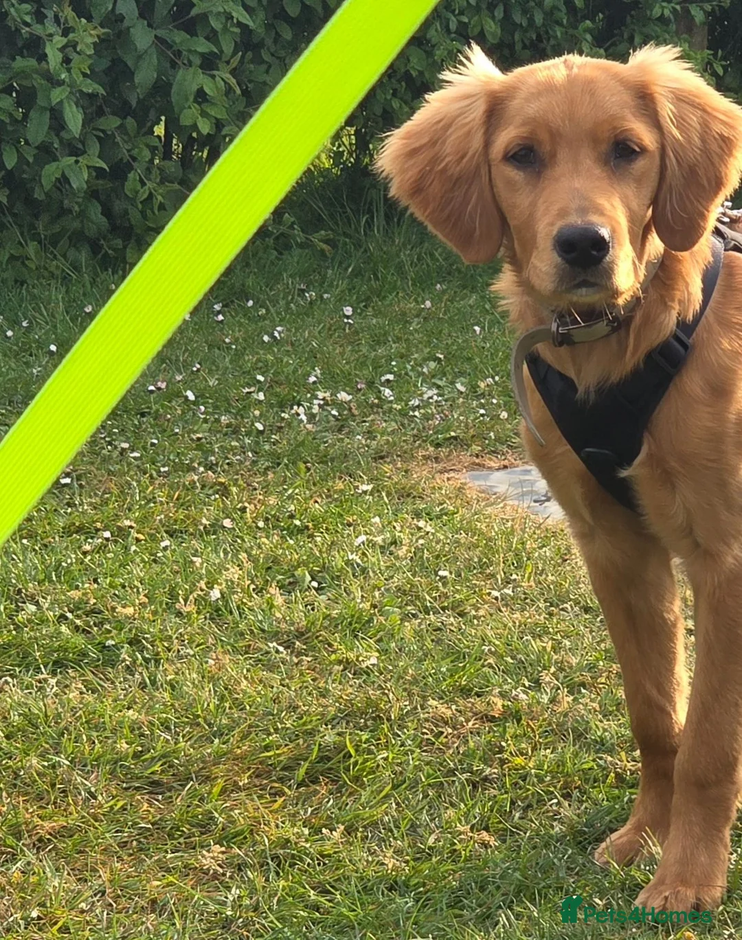 Golden Retriever dogs for sale: Handsome KC Male Golden Retriever  - Advert 4