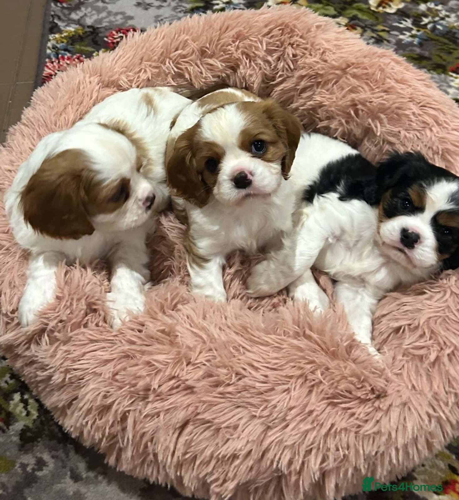 Cavalier King Charles Spaniel dogs Charming purebred Cavalier King Charles Spaniels - Advert 1