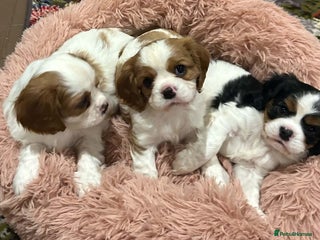 Cavalier King Charles Spaniel dogs Charming purebred Cavalier King Charles Spaniels - Advert 6