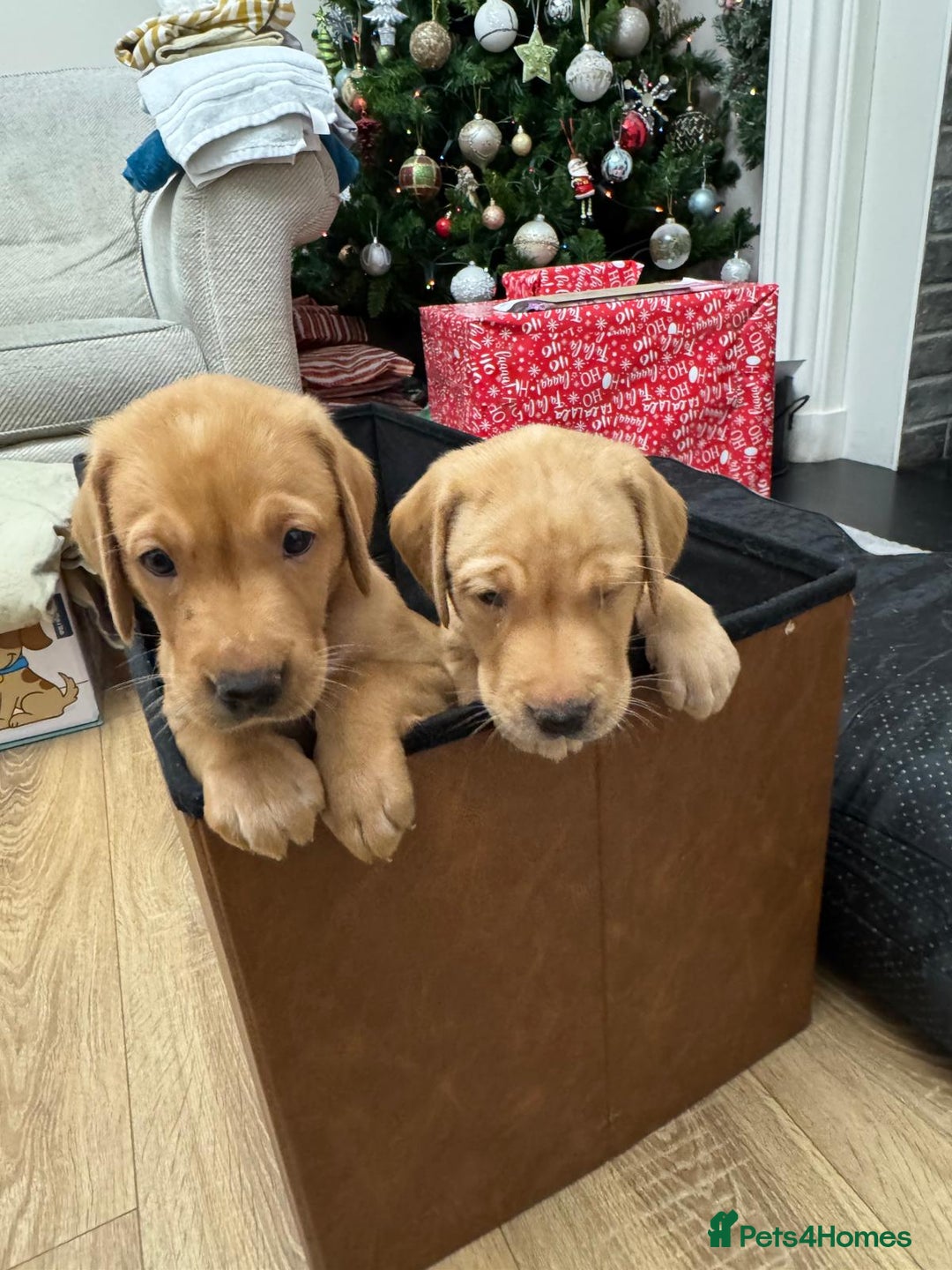 Labrador Retriever dogs for sale: 3x chunky Labradors for sale  - Advert 14