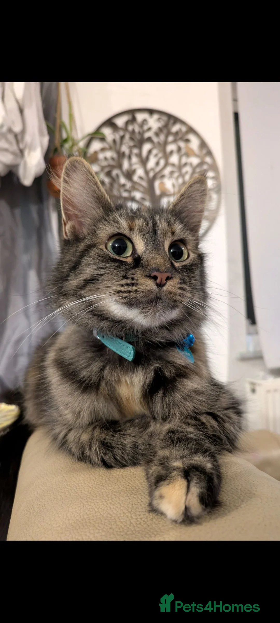 Mixed Breed cats for sale: Beautiful mixed breed Kittens  - Advert 2