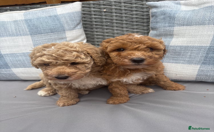 Toy Poodle dogs - Advert 2
