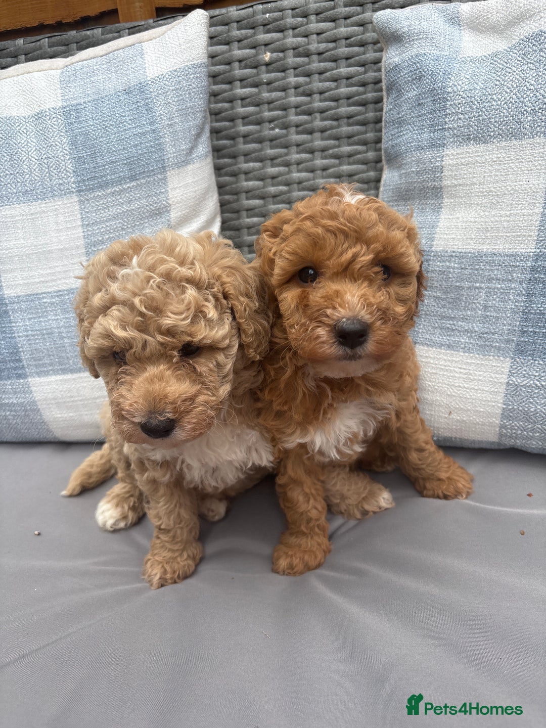 Toy Poodle dogs for sale: Two toy poodle girls - Image 1
